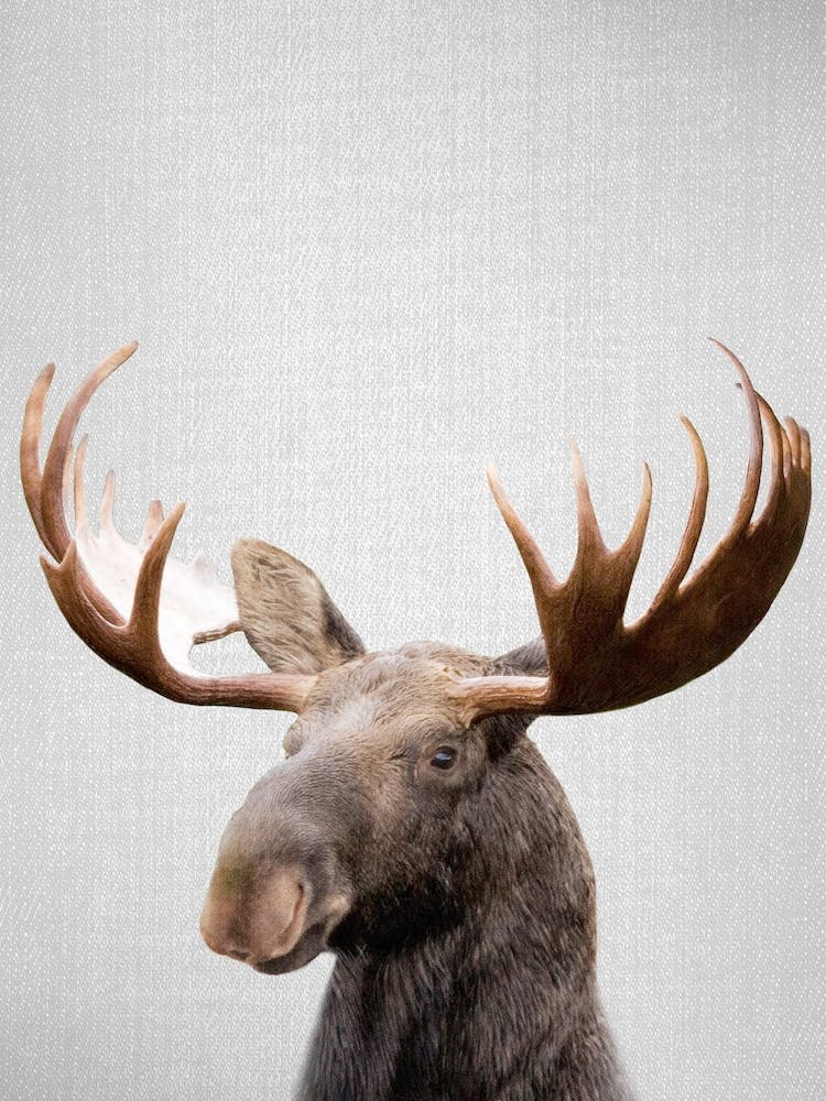 Moose