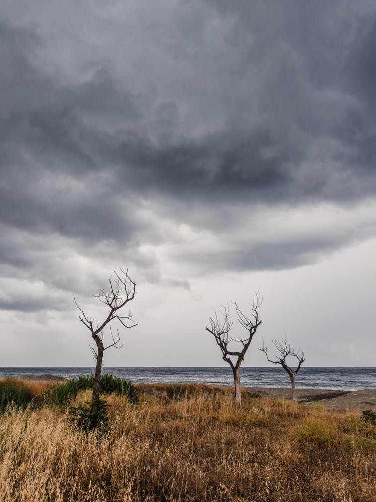 Dead Trees On The Beach