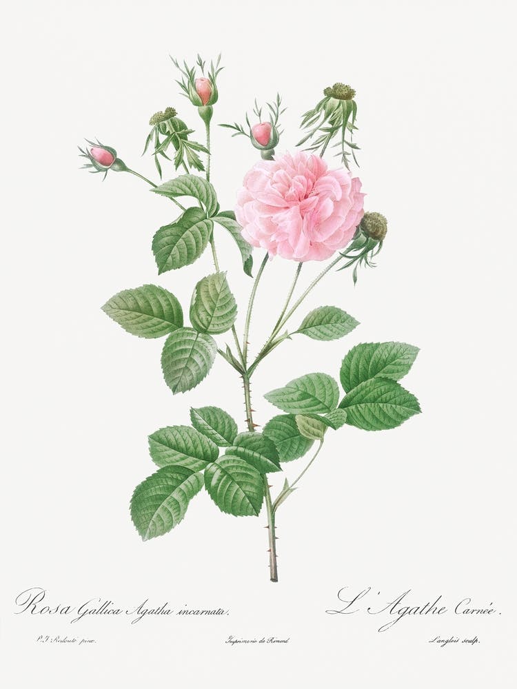 Pink Agatha, Pierre Joseph Redoute