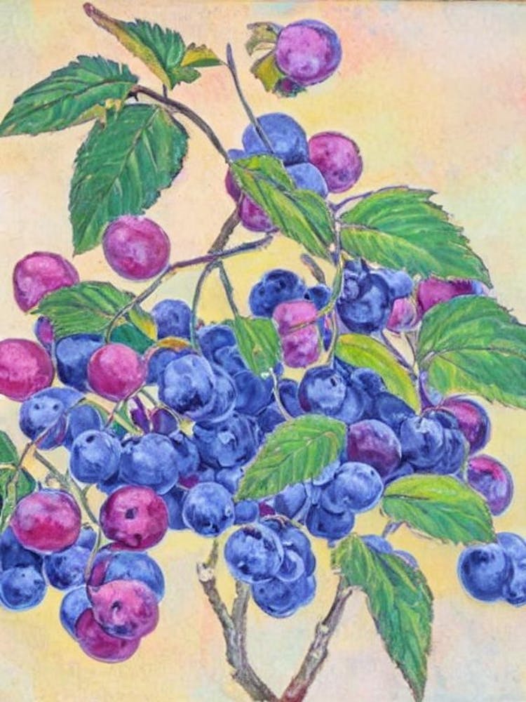 Loganberry Vintage Sketch Fruit