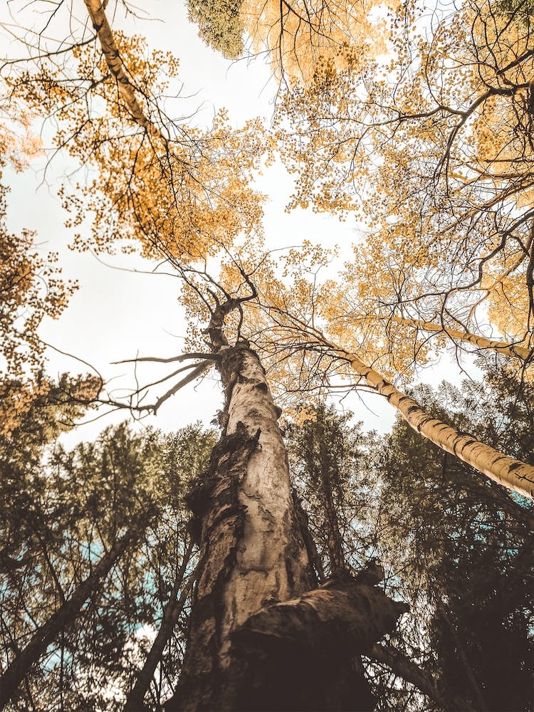 Tree Canopy