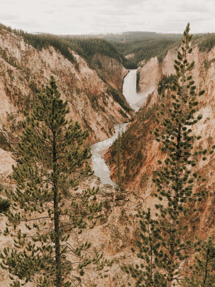 Canyon de la rivière Yellowstone