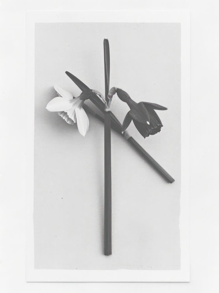 Daffodil Flower Photo Collage 4