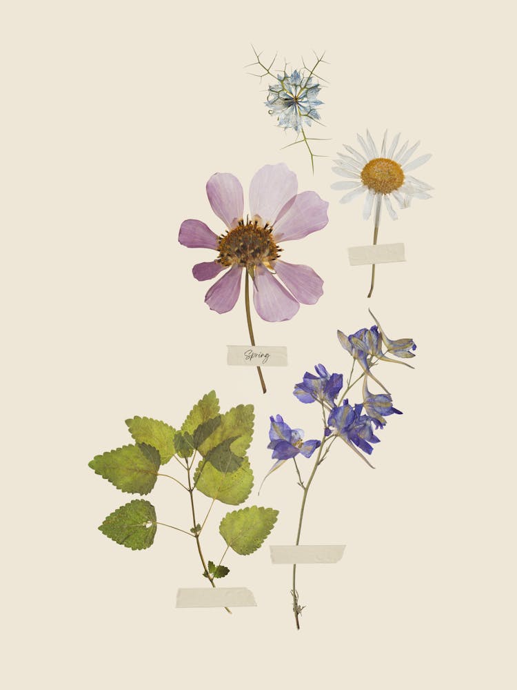 Wildflowers 4