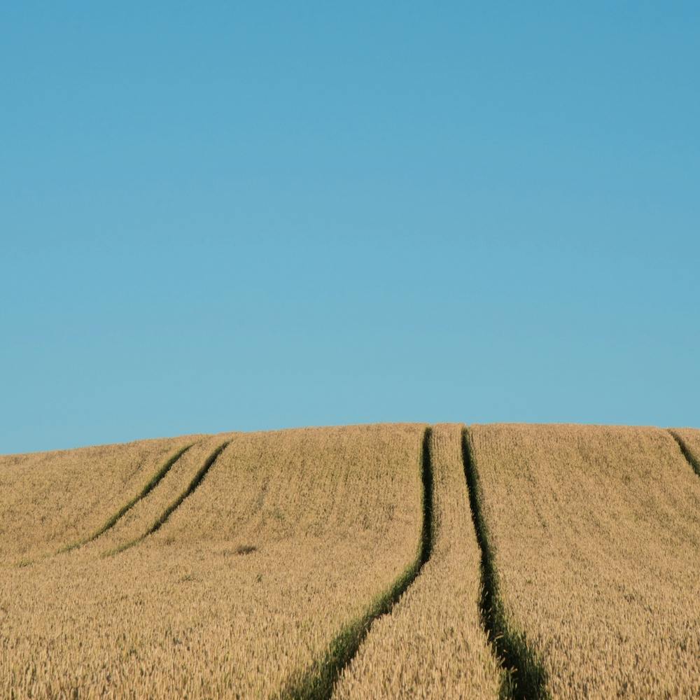 Field Of Barley