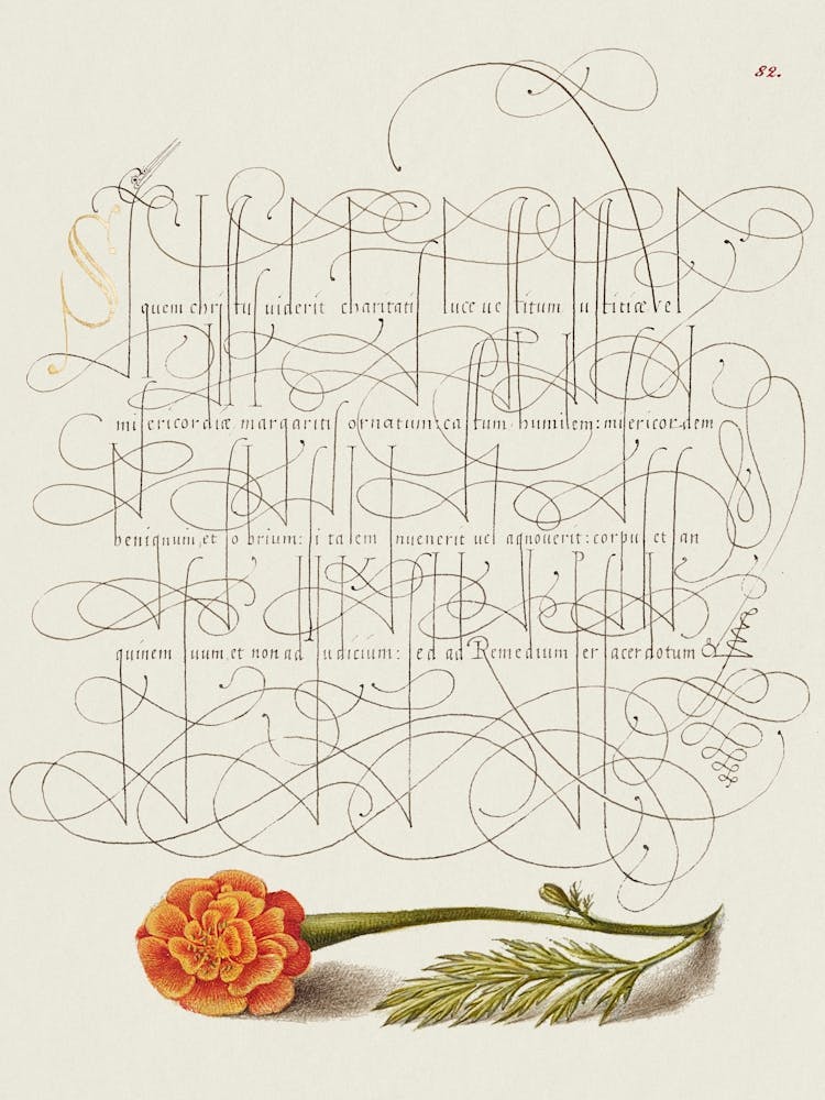 French Marigold From Mira Calligraphiae Monumenta, Joris Hoefnagel