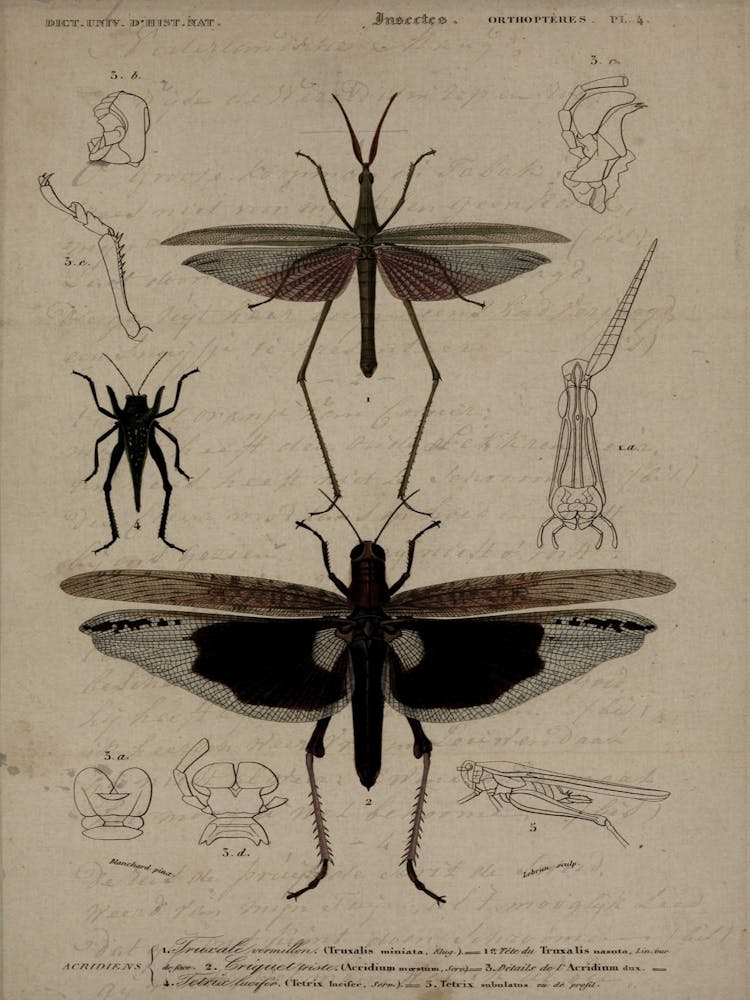 Insect Anatomy