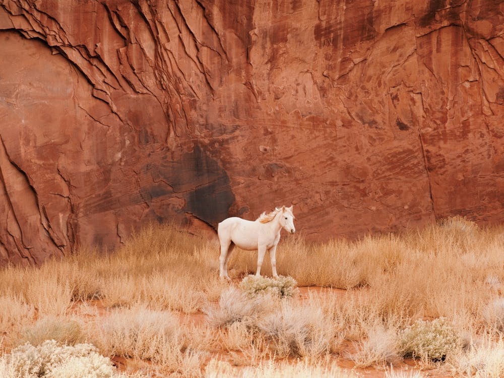 White Desert Horse
