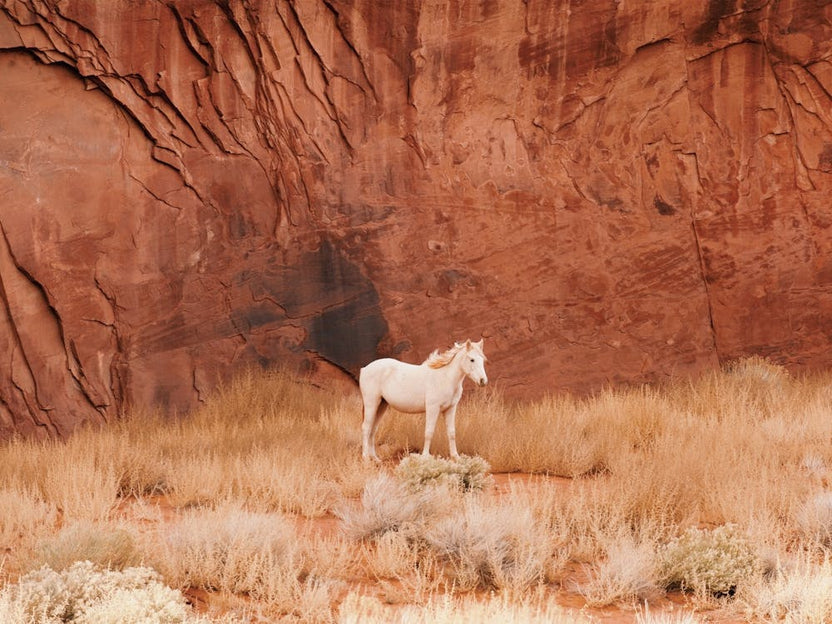 White Desert Horse