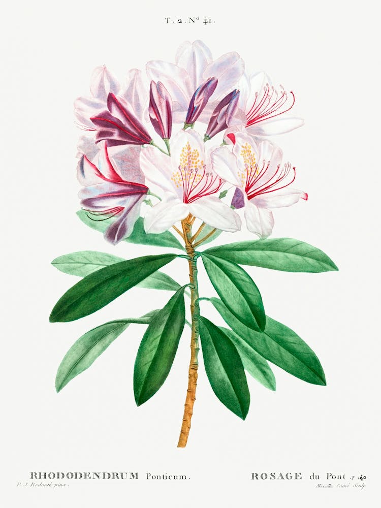 Rhododendron Ponticum, Pierre Joseph Redoute