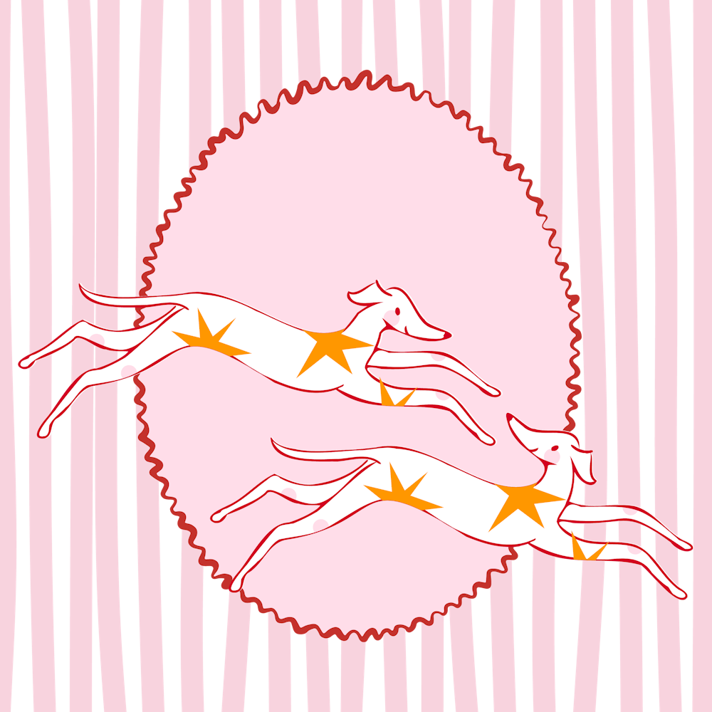 whippet dog against striped pink background