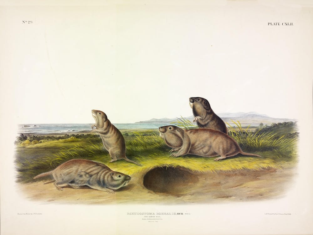 Camas Rat, John James Audubon