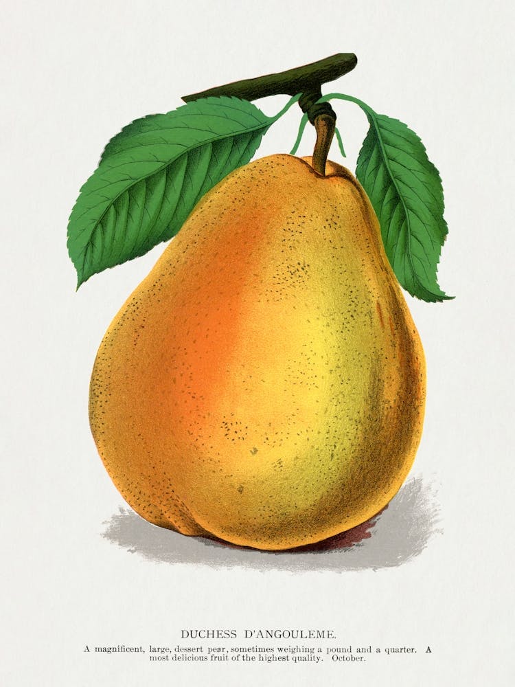 Vintage Botanical Pear Lithograph Art print _2697930