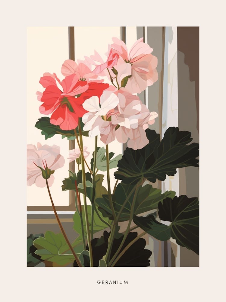 Blumenillustration: Geranie 3 – Poster