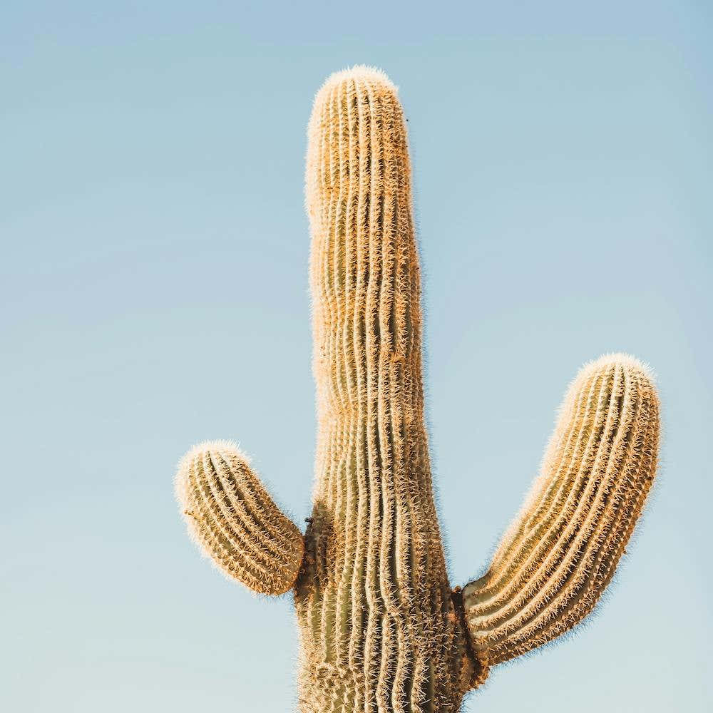 Cactus And Sky Square