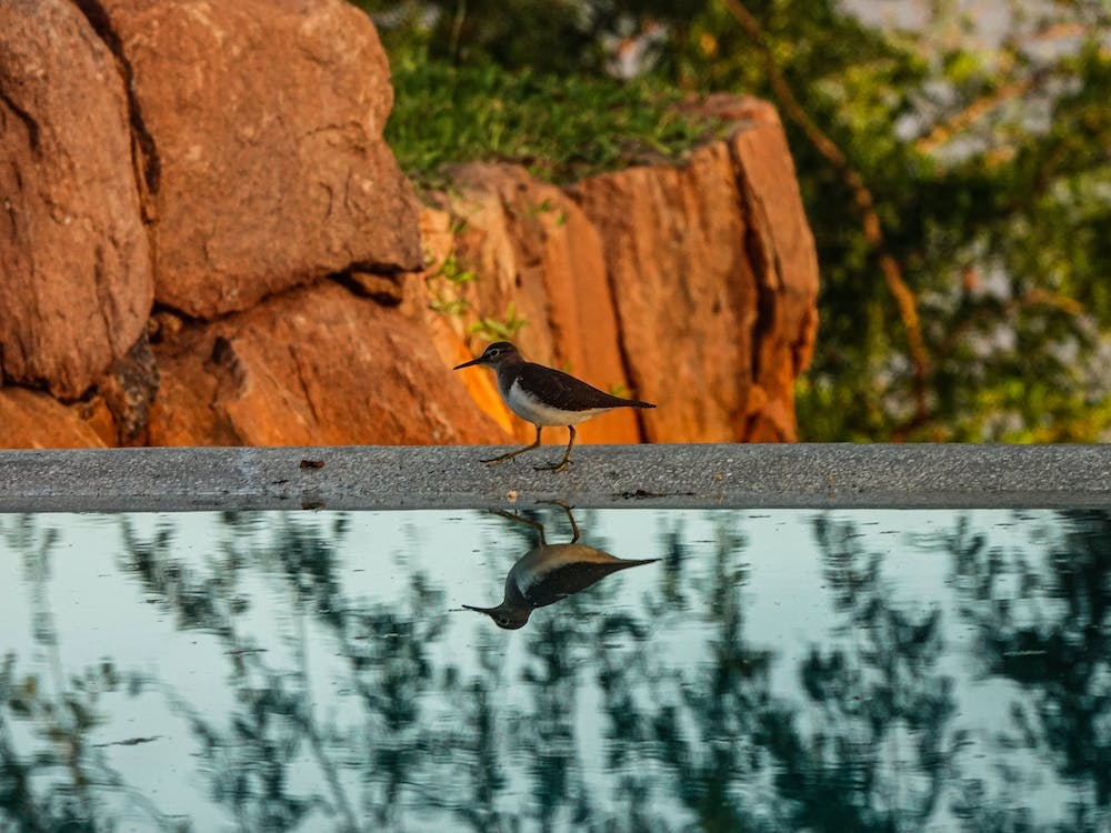 Bird Reflection