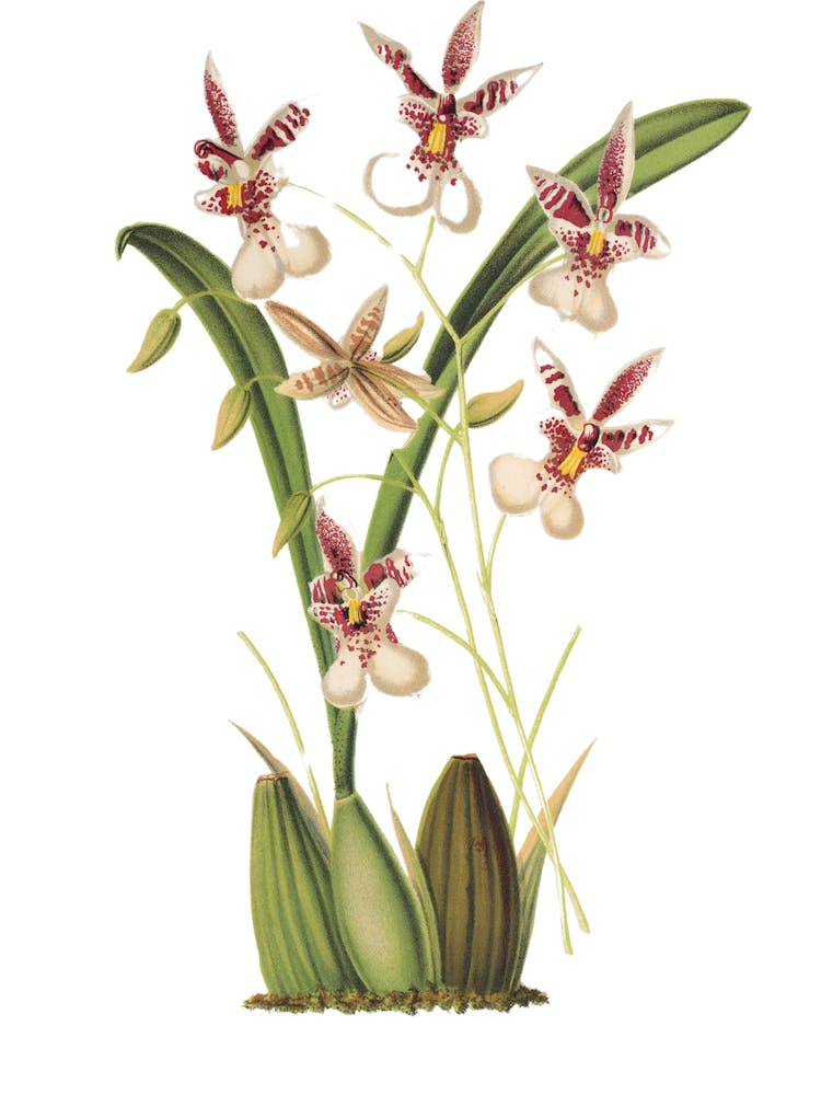 Orchideen 5