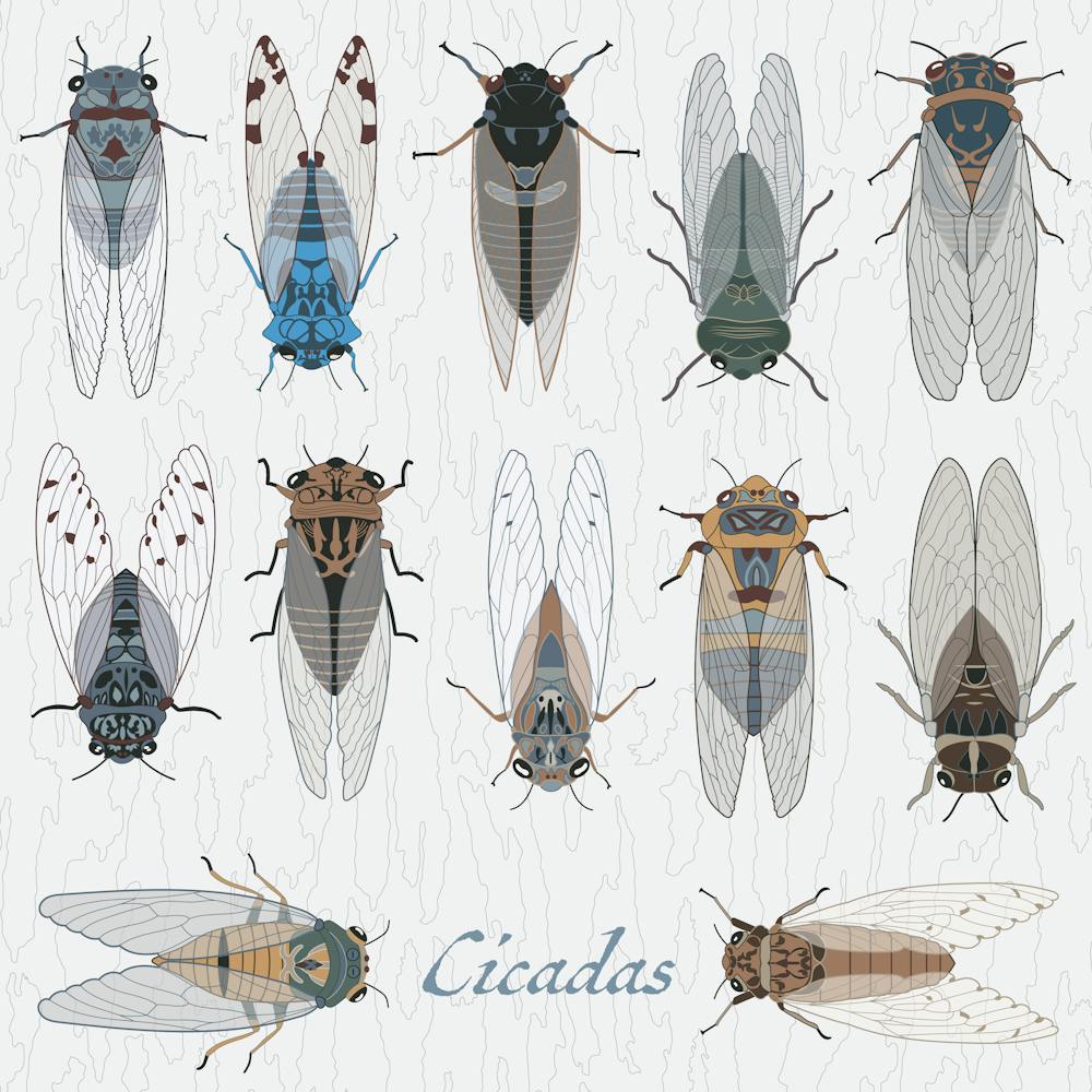 Cicada Bug Insect Australia Fly Group