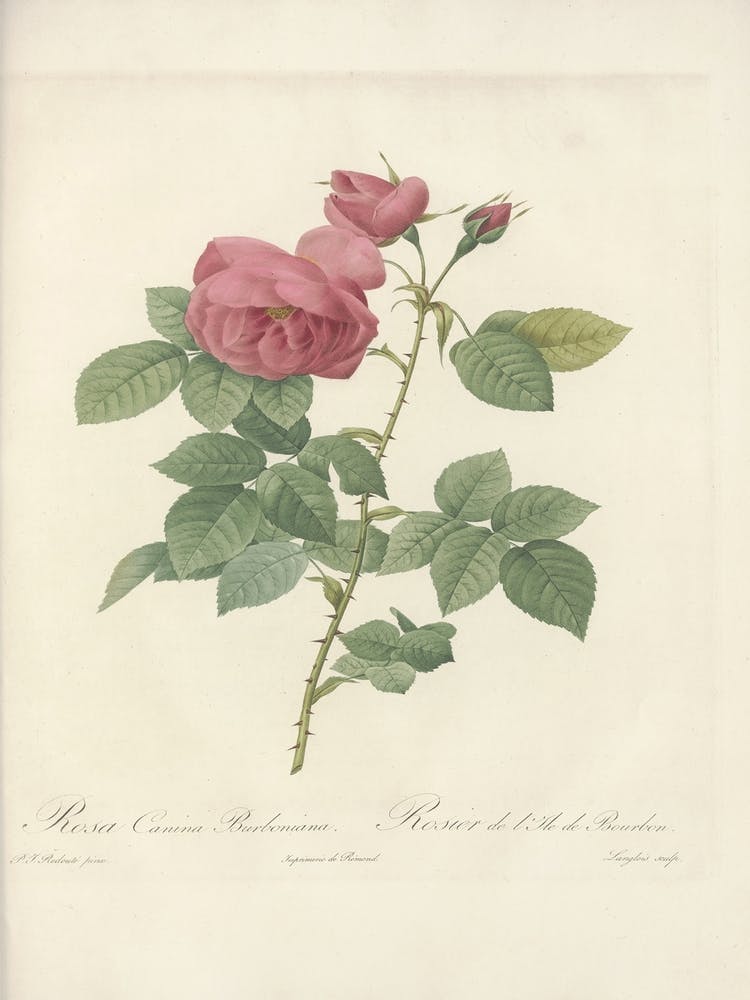 Rose Illustration, Pierre Joseph Redoute, Pierre Joseph Redoute(136)