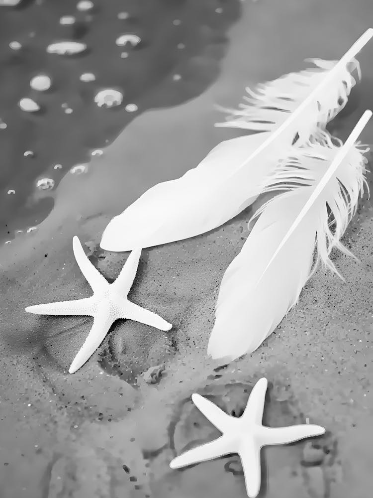 Starfish And Feathers