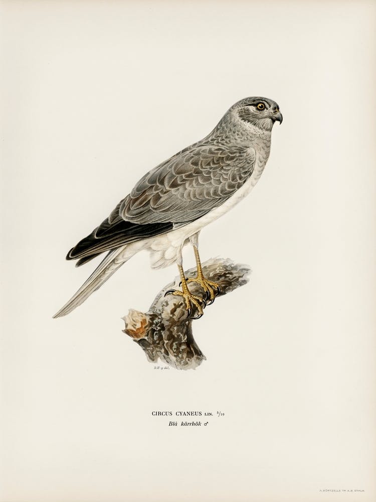 Hen Harrier Male (Circus Cyaneus), The Von Wright Brothers