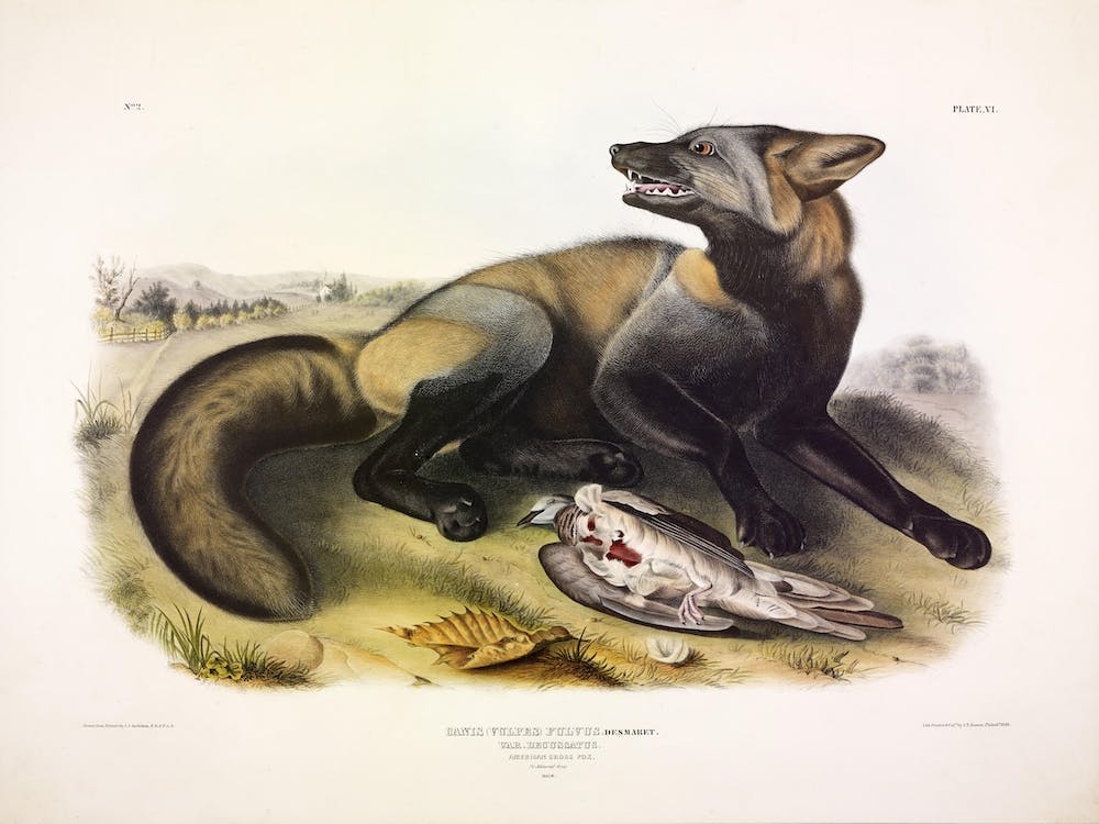 American Cross Fox, John James Audubon