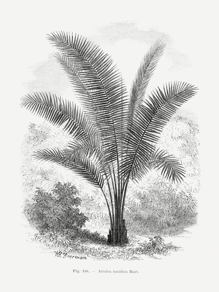 Vintage Palm Tree Drawing
