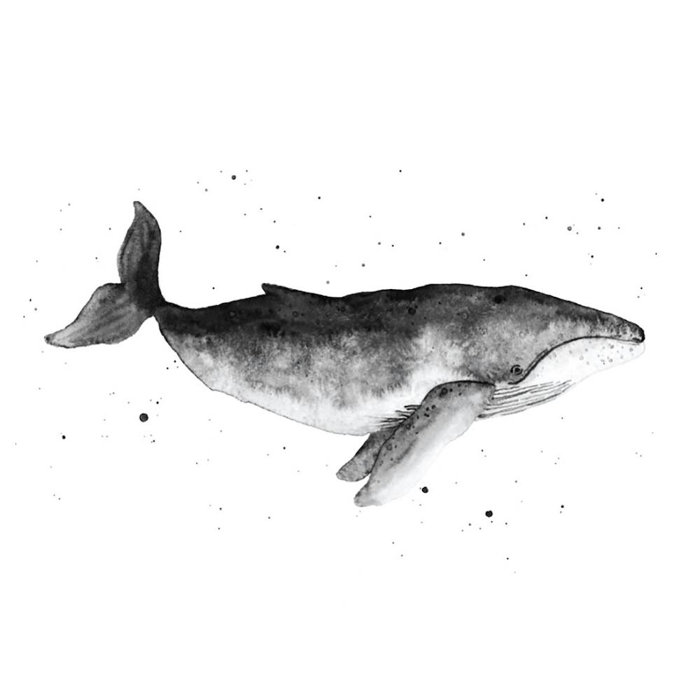 Whale Square