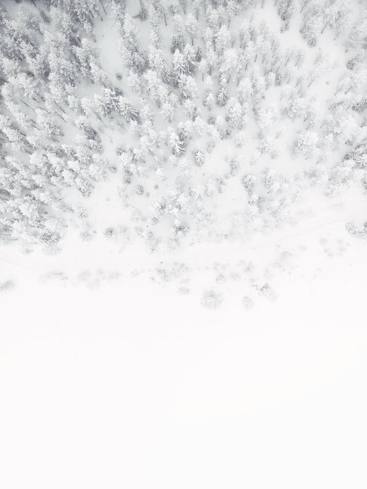Aerial Winter Forest