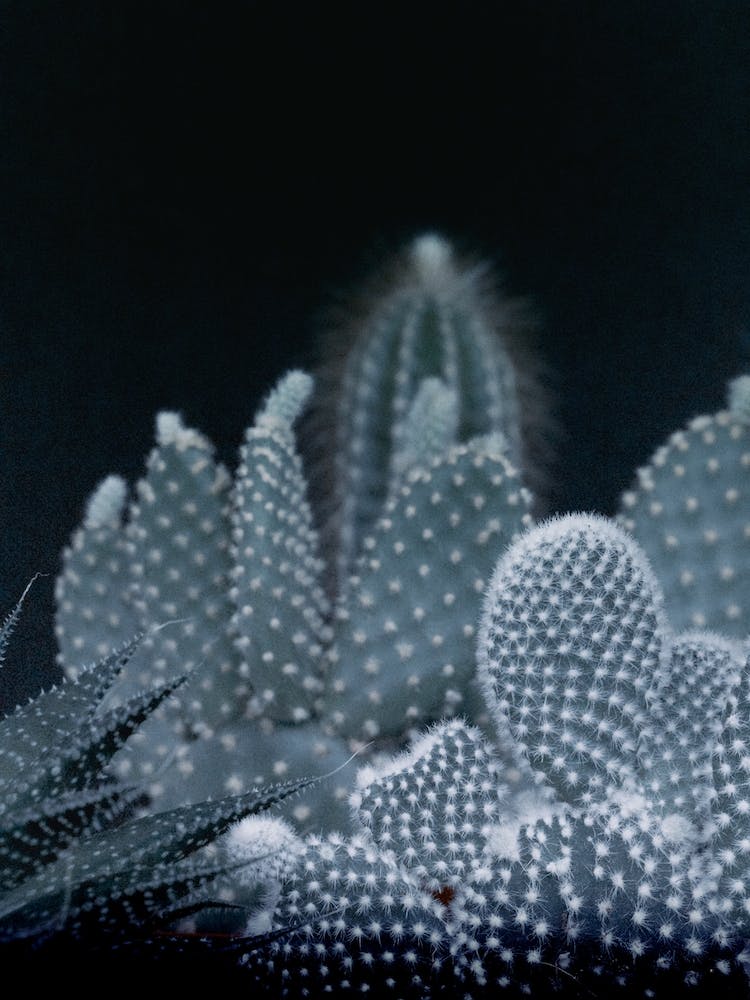 Dark Plant I Cacti I in