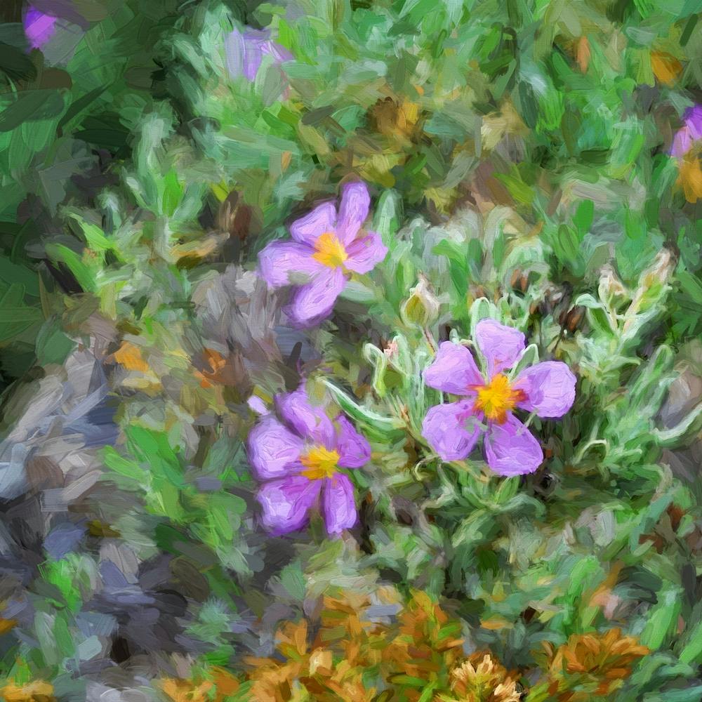 Mountain  Flowers Square