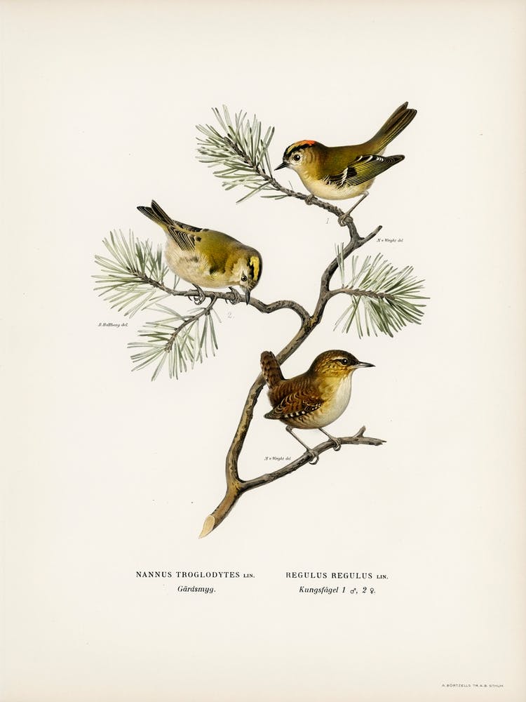 Eurasian Wren, The Von Wright Brothers