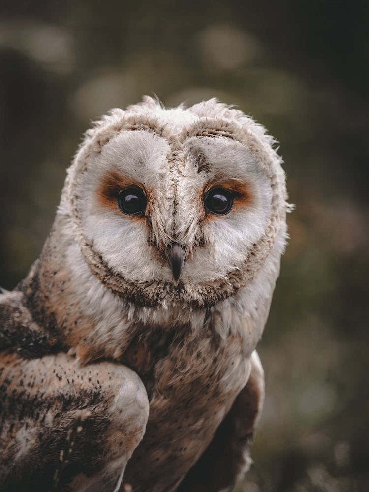 Rustic Barn Owl