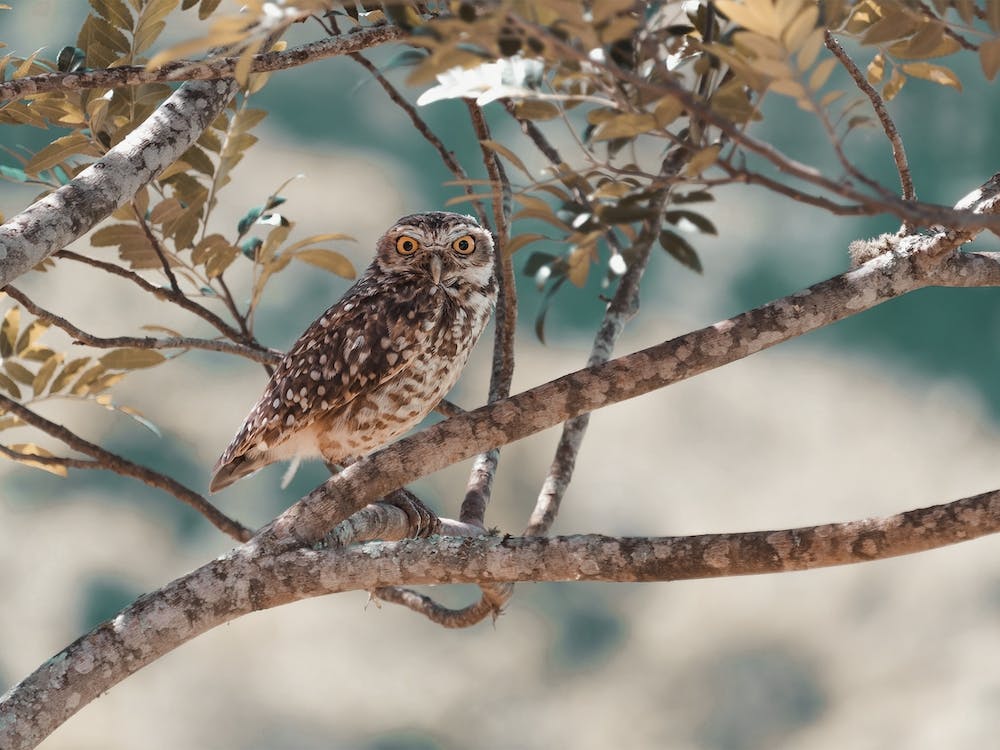 Burrowing Owl In Tree