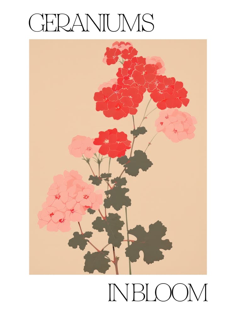 Geraniums In Bloom Flowers Bold Illustration 1