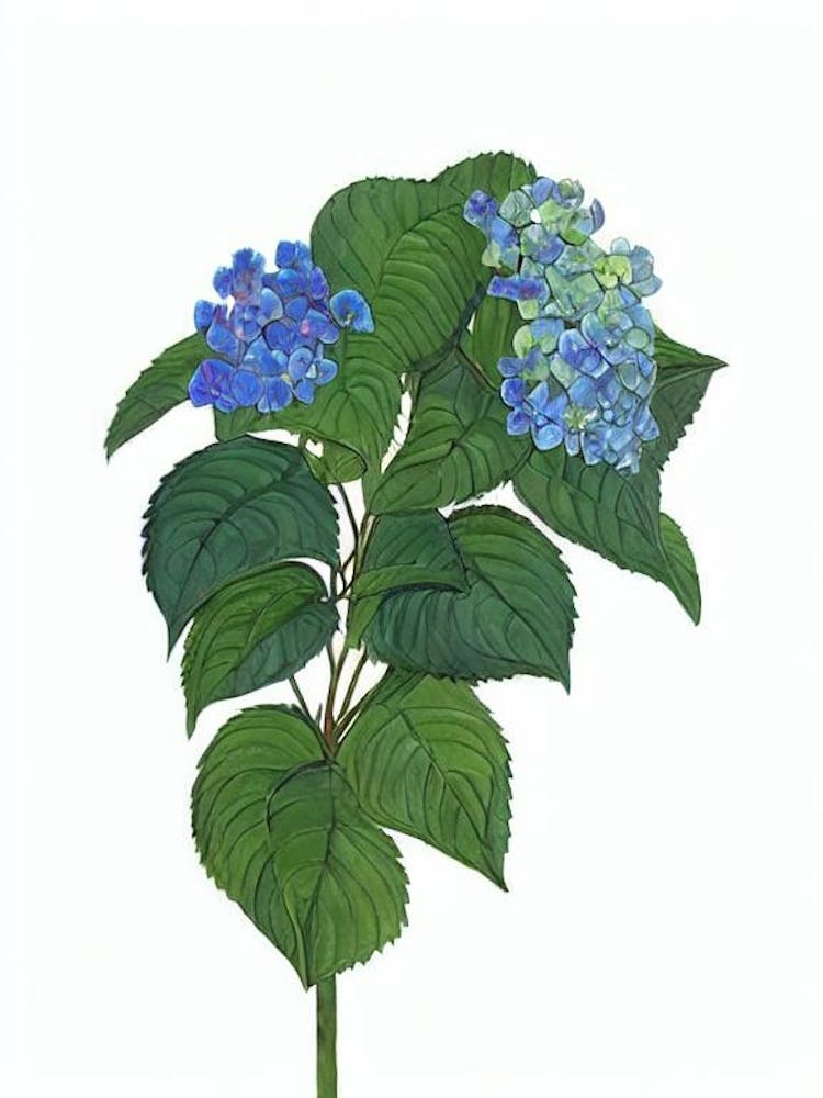 Hydrangea Care (Hydrangea Macrophylla) Watercolor