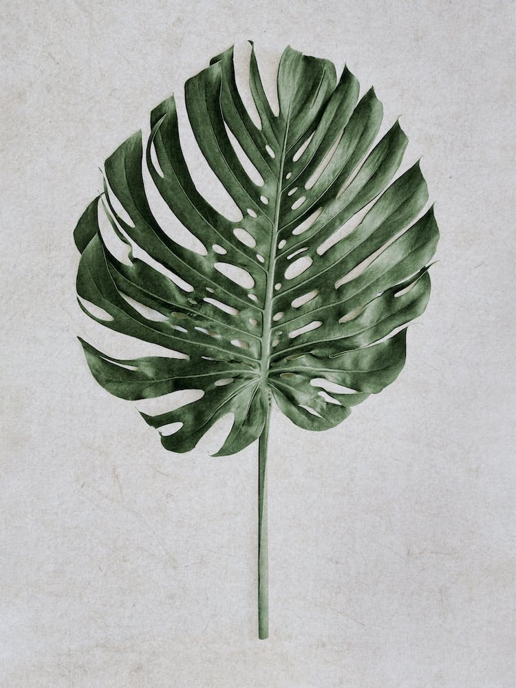 Tropical Monstera Deliciosa Leaf
