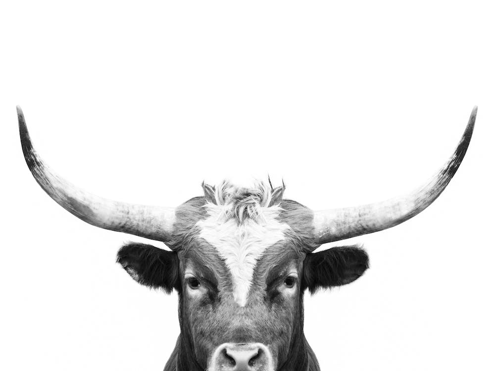 Longhorn BW