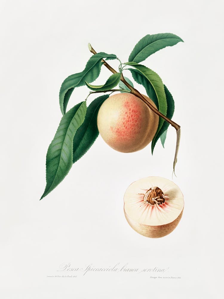 Peach (Persica Julodermis) From Pomona Italiana (1817 - 1839), Giorgio Gallesio 2