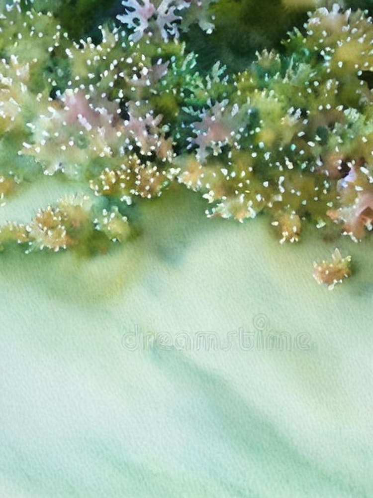 Acropora Tenella Iii Storybook Watercolour