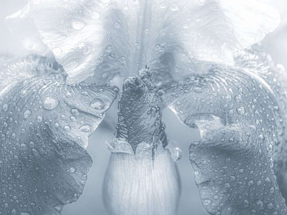 A Bud In A Dress Of Glass Petals