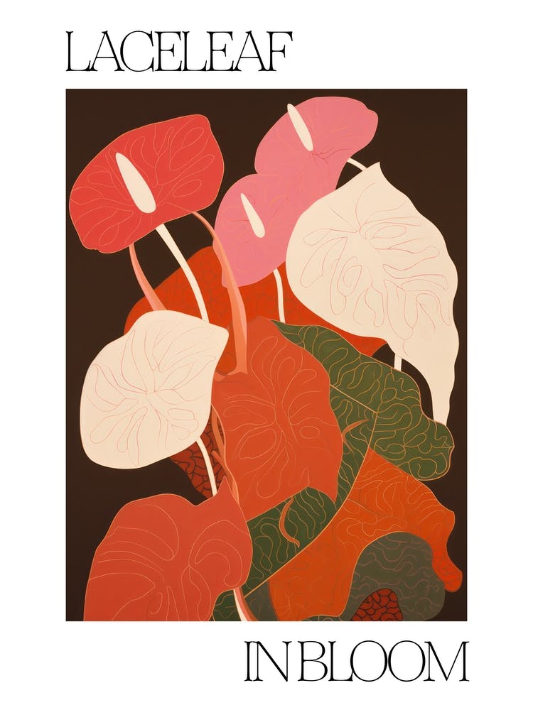 Laceleaf In Bloom Flowers Bold Illustration 2