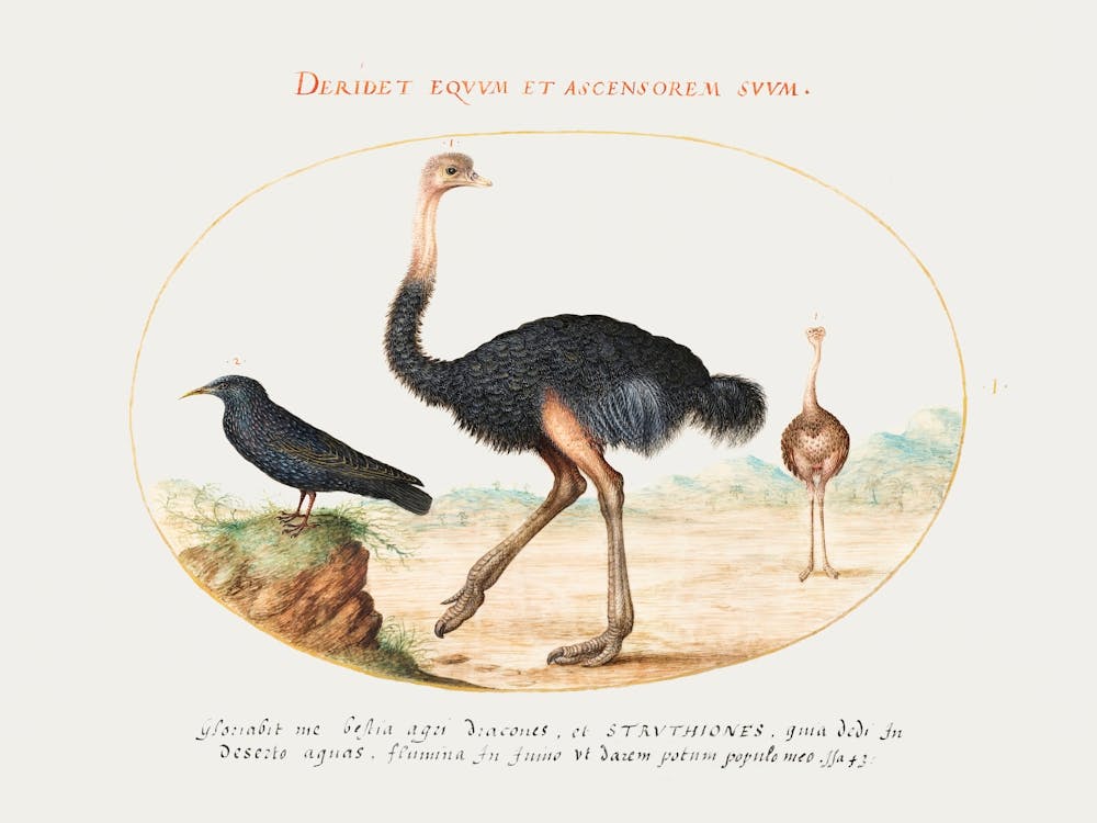 Two Ostriches And A Starling (1575–1580), Joris Hoefnagel