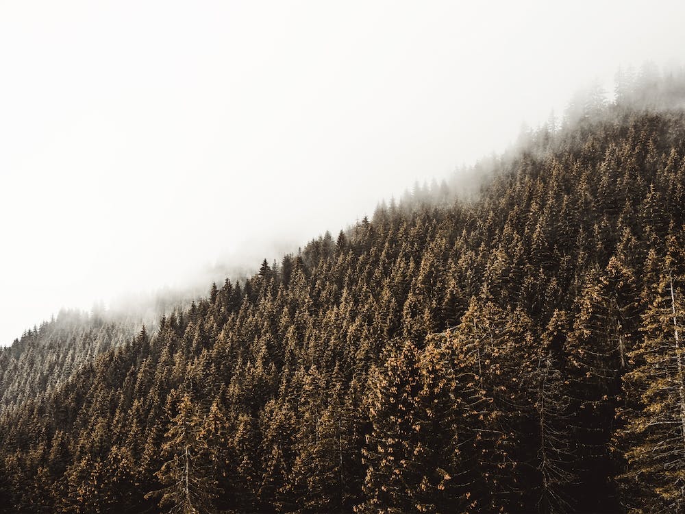 Dense Forest Scenery