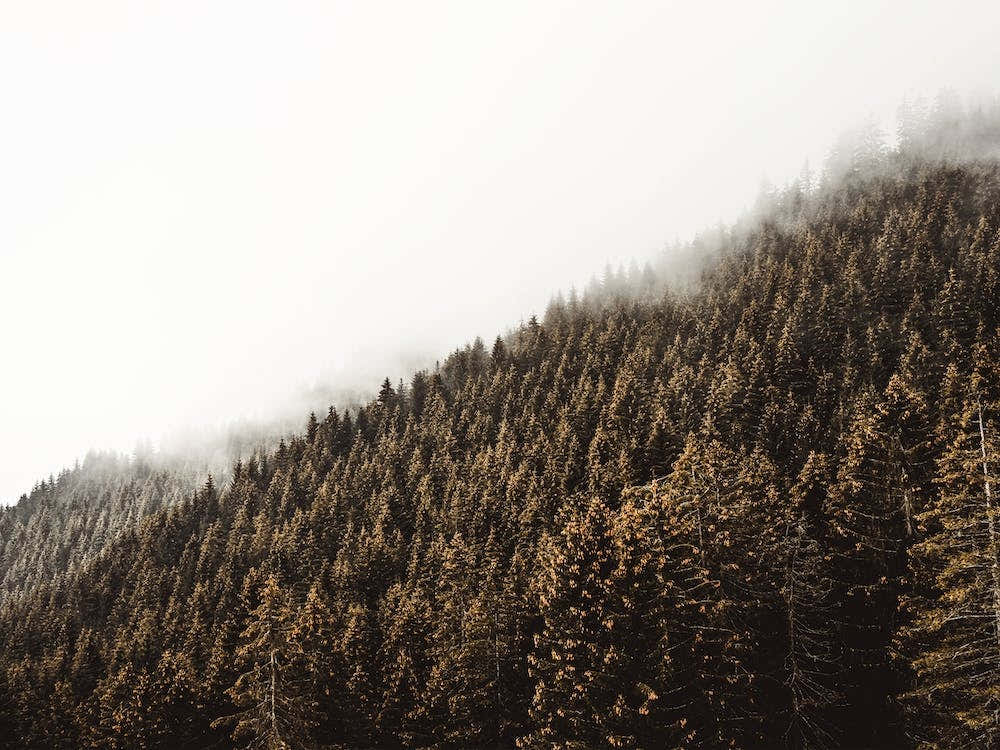 Dense Forest Scenery