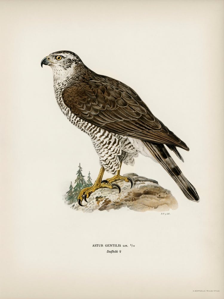 Habichtweibchen (Accipiter Gentilis), The Von Wright Brothers