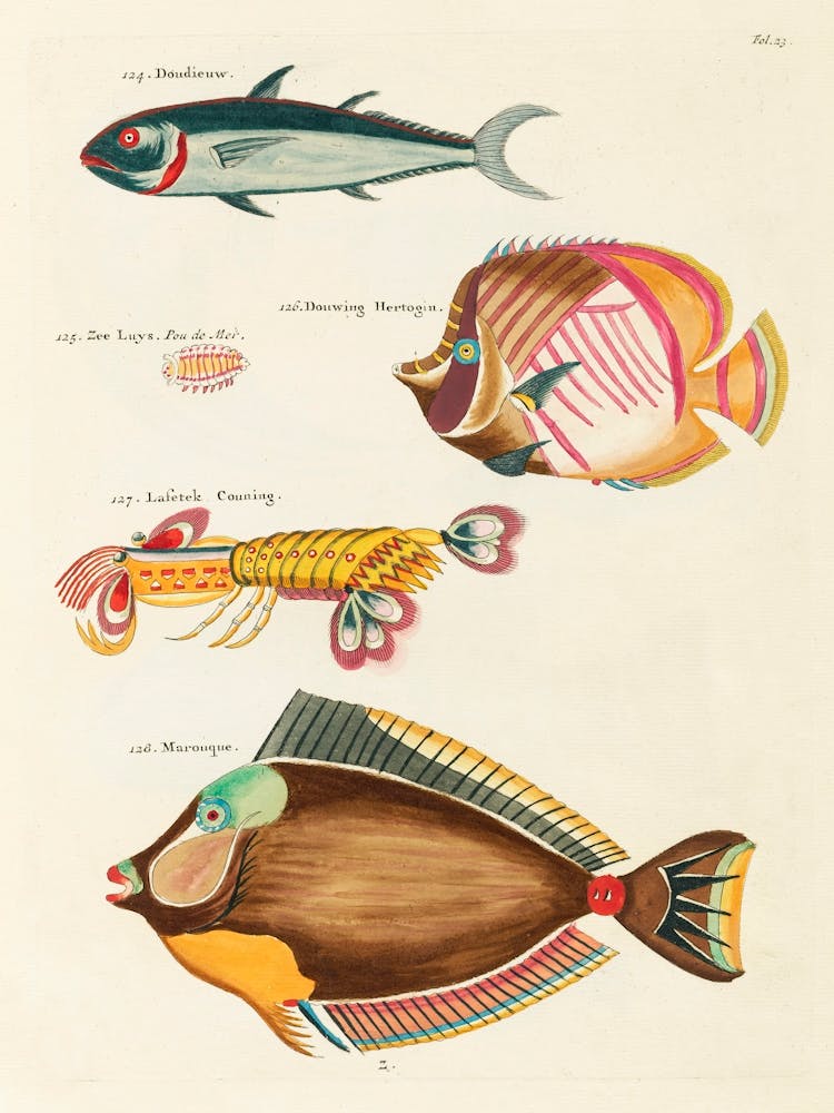 Colourful And Surreal Illustrations Of Fishes And Lobster Found In Moluccas (Indonesia) And The East Indies, Louis Renard(52)