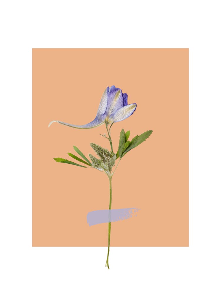 Blue Fennel