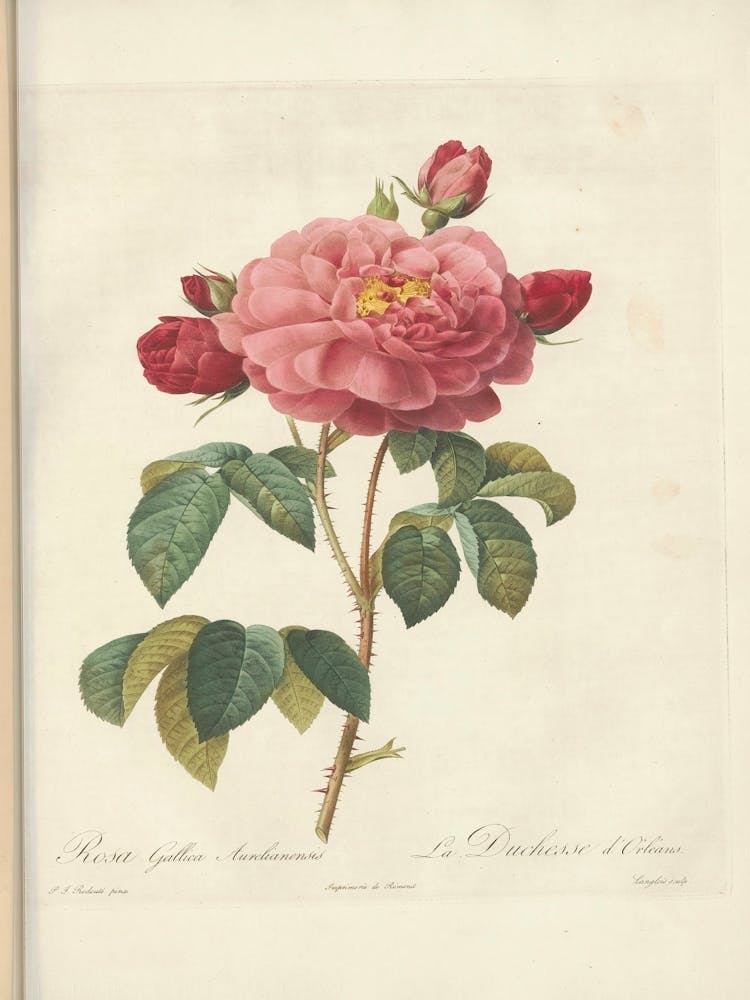 Rose Illustration, Pierre Joseph Redoute (13)