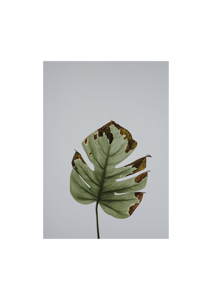Leaf in Grey Box